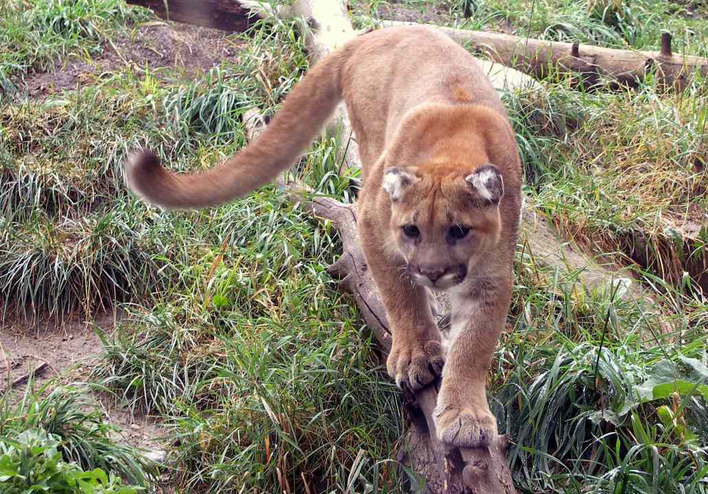 Calgary Cougar low res