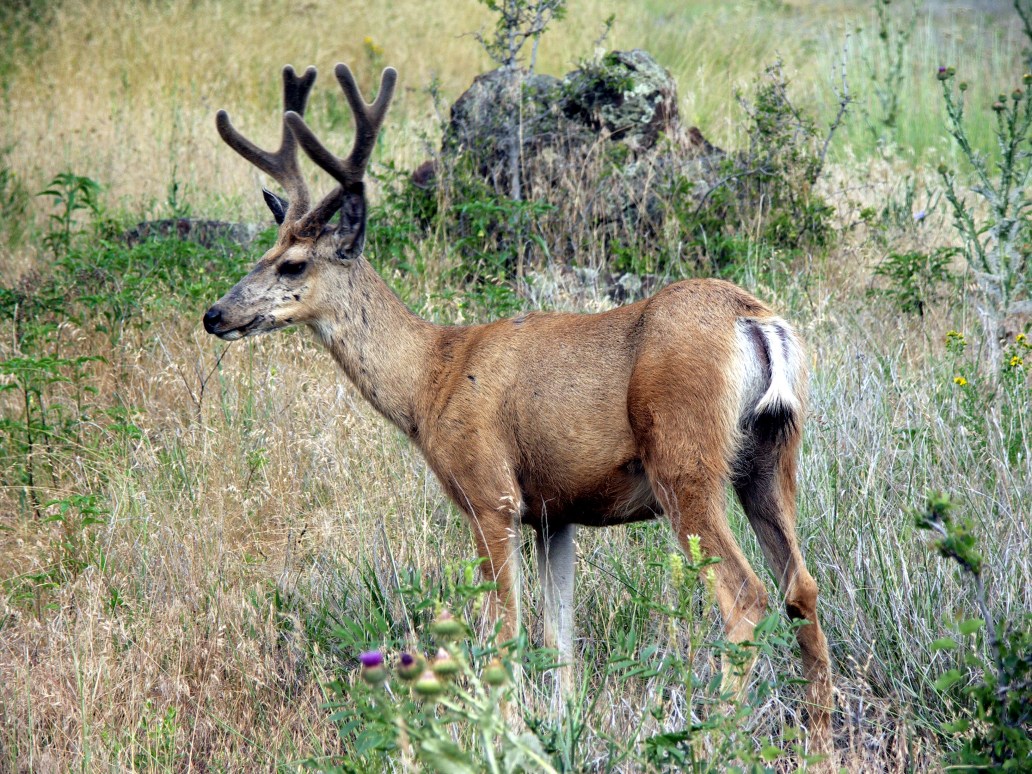 Hell's Canyon OR 2005 (1)